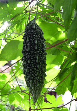 e0020214_9211948.gif