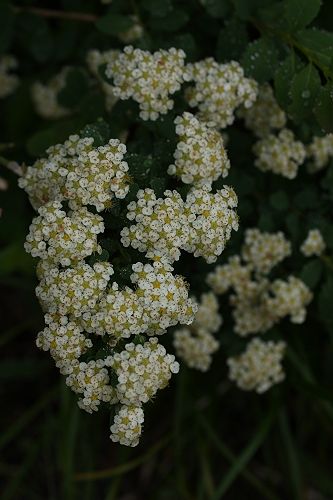 八方尾根の花５　　　イワシモツケ_a0040021_7111531.jpg