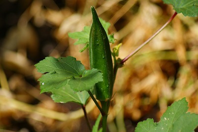 f0170524_113067.jpg