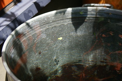 f0170524_1131464.jpg