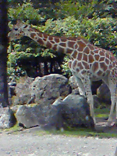 d0172830_25697.jpg