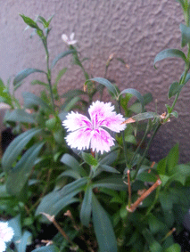 d0048332_12262191.gif