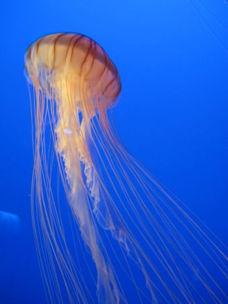 江ノ島水族館_a0088435_011082.jpg