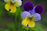d0239140_18344297.gif