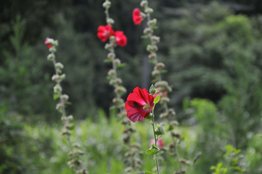 夏の花達 _c0093046_1963587.jpg