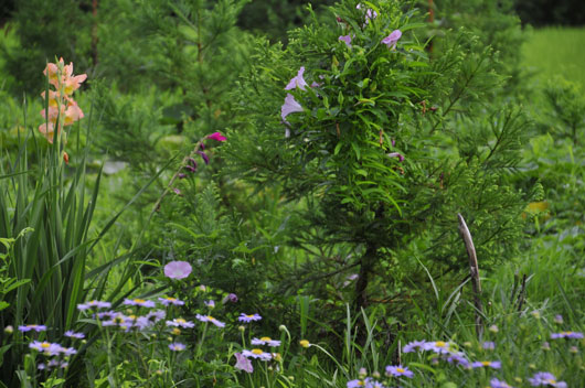 夏の花達 _c0093046_1965397.jpg