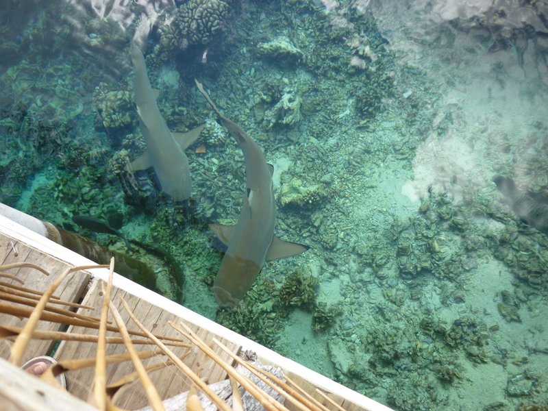 c0117848_11504817.jpg