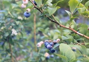 c0171849_18204182.jpg