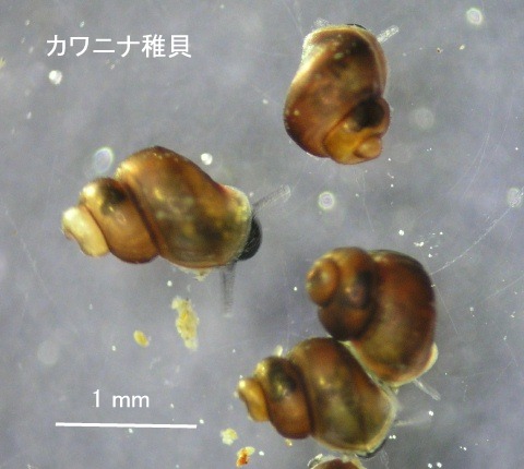 カワニナの稚貝生産 Beachmollusc ひむかのハマグリ