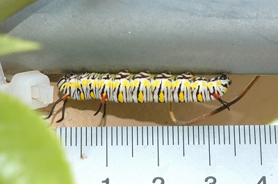 c0180460_14584493.jpg