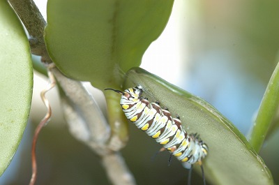 c0180460_14592940.jpg