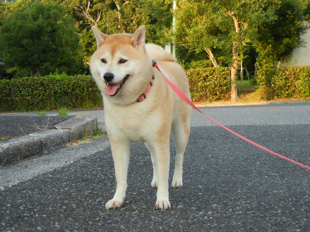 2011年8月9日(火)キャー!勝浦も34度で暑い!_f0060461_13454189.jpg