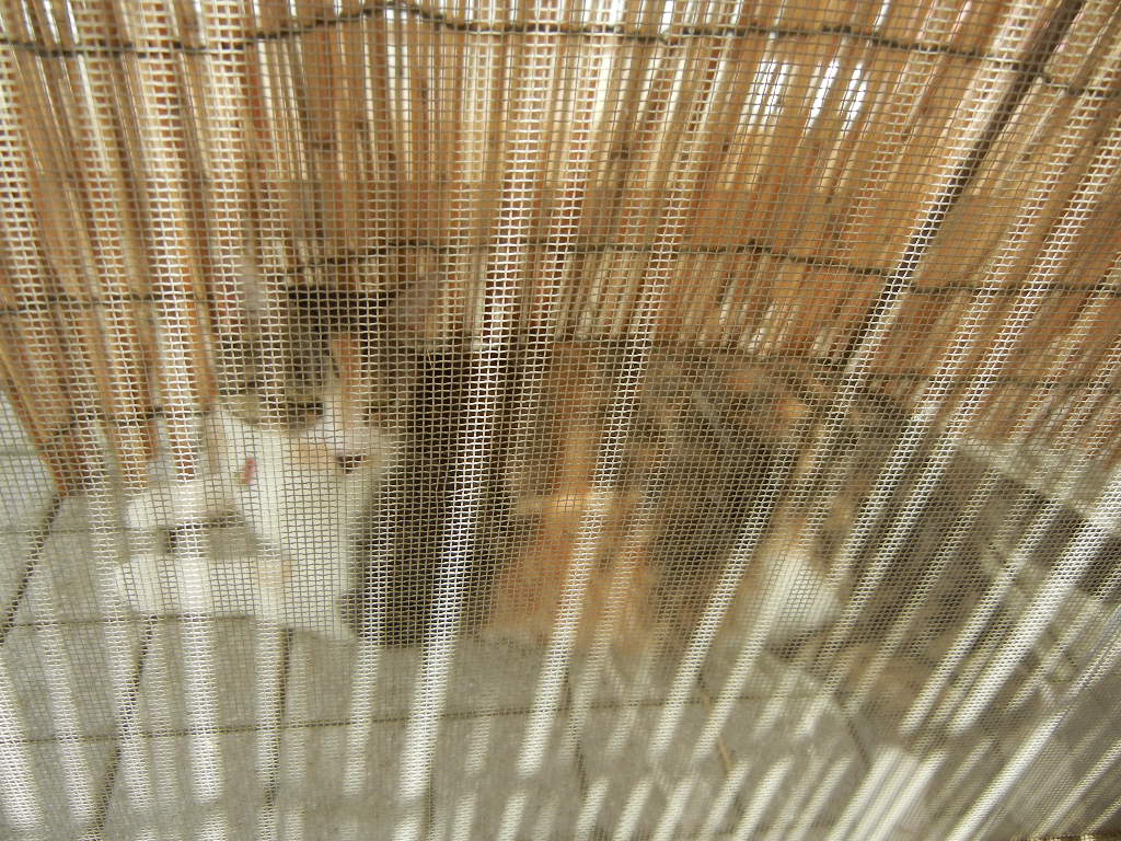 2011年8月9日(火)キャー!勝浦も34度で暑い!_f0060461_14111565.jpg