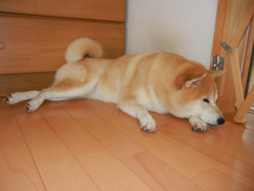 2011年8月9日(火)キャー!勝浦も34度で暑い!_f0060461_1413735.jpg