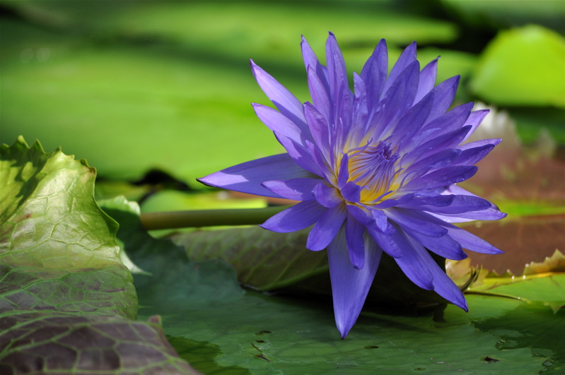 Water Lily\'s Shine In Water‥‥草津市立水生植物公園みずの森の睡蓮。_e0125762_23274861.jpg