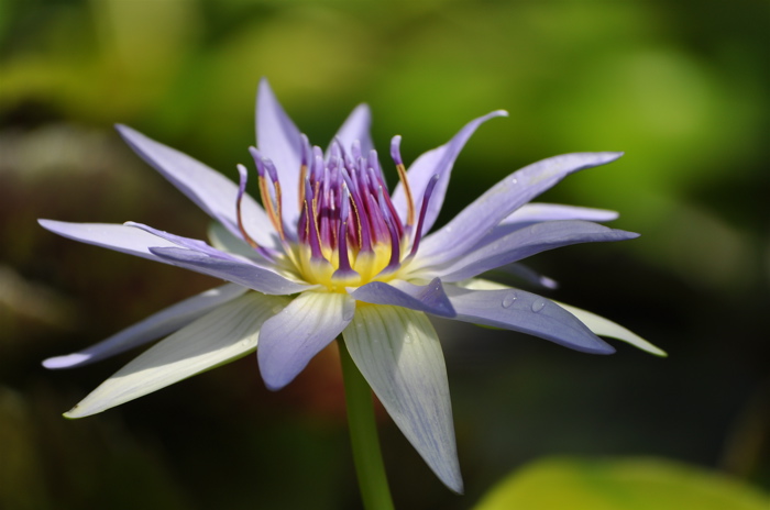 Water Lily\'s Shine In Water‥‥草津市立水生植物公園みずの森の睡蓮。_e0125762_2353293.jpg