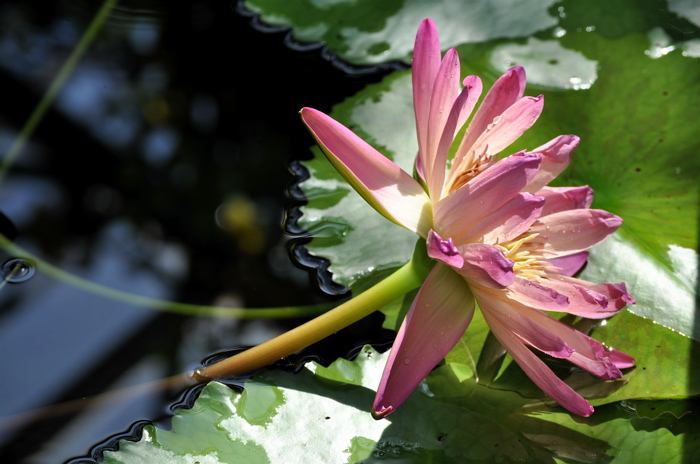 Water Lily\'s Shine In Water‥‥草津市立水生植物公園みずの森の睡蓮。_e0125762_23541019.jpg