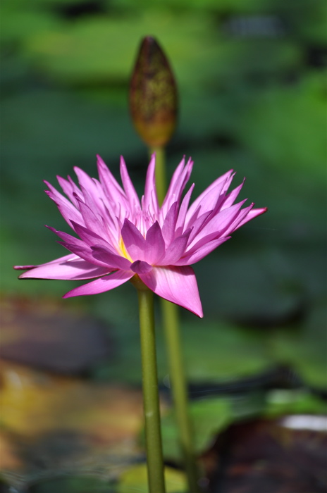 Water Lily\'s Shine In Water‥‥草津市立水生植物公園みずの森の睡蓮。_e0125762_2359526.jpg