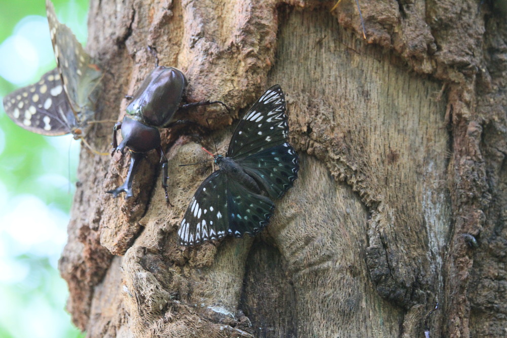 スミナガシ　　♀雌の産卵シーン。　　2011.8.7群馬県_a0146869_6215131.jpg