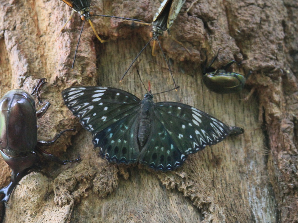 スミナガシ　　♀雌の産卵シーン。　　2011.8.7群馬県_a0146869_62262.jpg