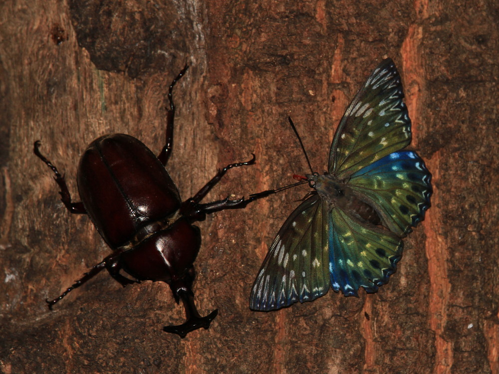 スミナガシ　　♀雌の産卵シーン。　　2011.8.7群馬県_a0146869_6252828.jpg