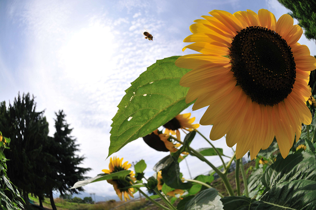 Fisheye　meets The Sunflower_c0197772_614215.jpg