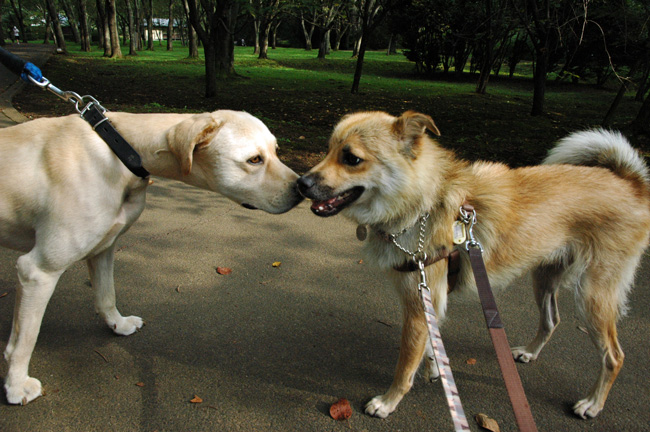 犬つきあいが上手なじんべい_e0135972_302039.jpg