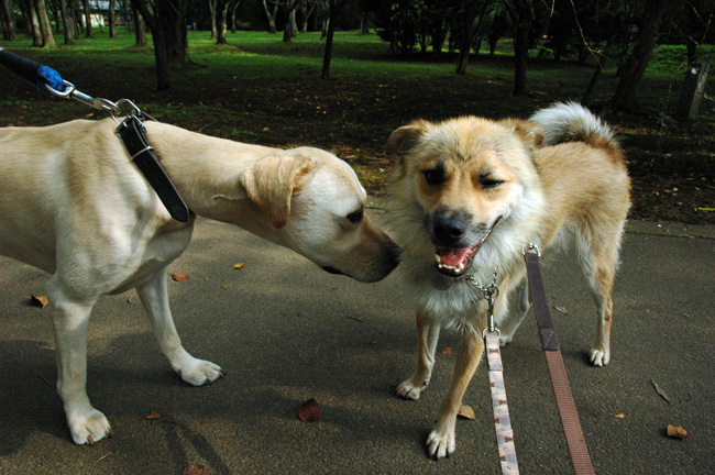 犬つきあいが上手なじんべい_e0135972_302062.jpg