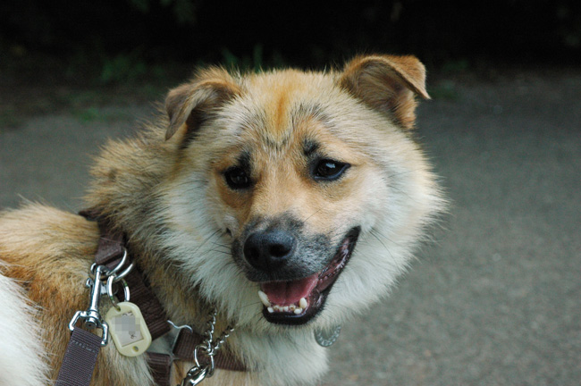 犬つきあいが上手なじんべい_e0135972_302162.jpg