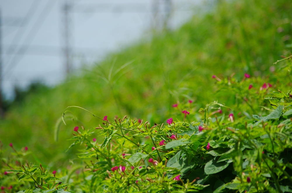 夏の花：：ご近所2011_a0142976_18325327.jpg