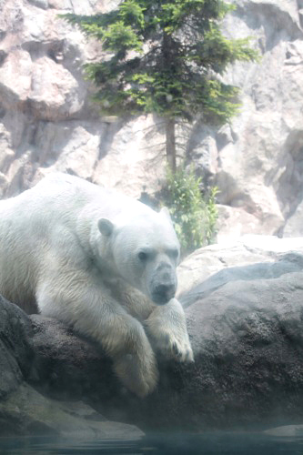 旭山動物園_f0232876_21485982.jpg