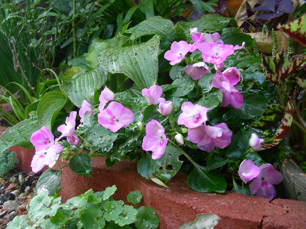 b0096584_18124431.jpg