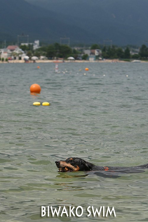 琵琶湖で泳ぐ_a0034287_20595566.jpg