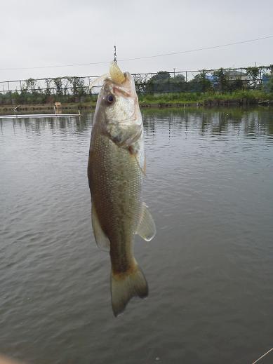 2011釣行NO．23(8/7)　久々に印旛沼へ　5:00～10:00_f0119889_882065.jpg