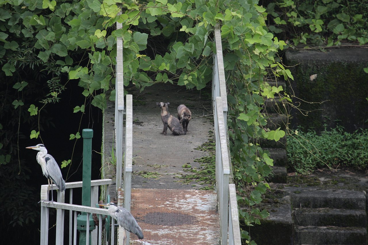 【ルリ男公園周辺の珍客】_e0167295_2281657.jpg