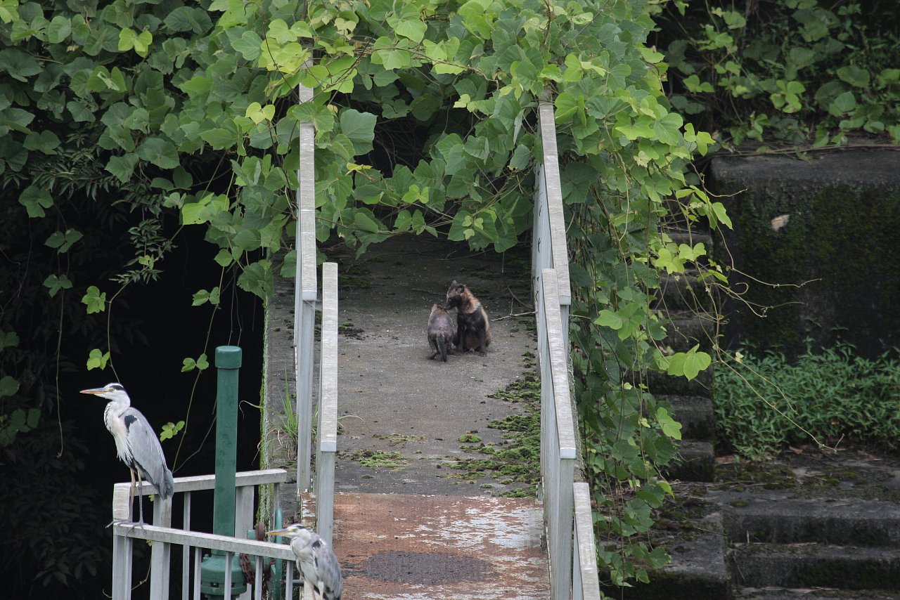 【ルリ男公園周辺の珍客】_e0167295_2282779.jpg