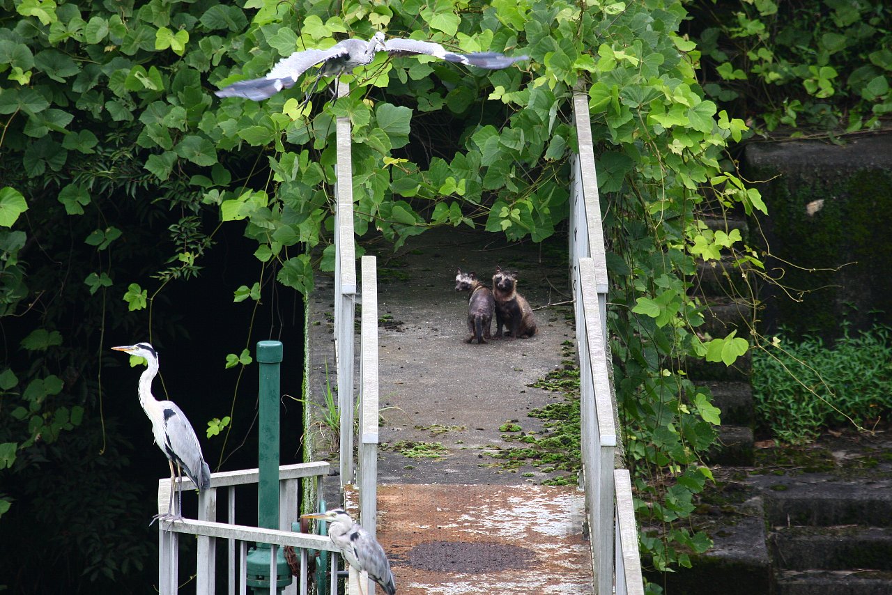 【ルリ男公園周辺の珍客】_e0167295_2284634.jpg