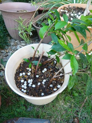 ガジュマルの様子 あんにゅいん 陶芸猫さん