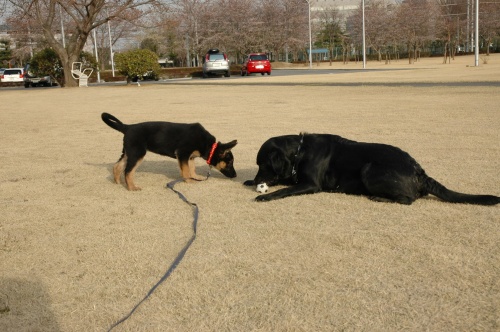 さくらちゃん♪はじめまして～（4月1日分)_f0138102_1535872.jpg