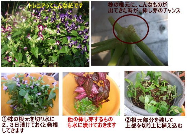 トレニアの挿し芽 8 10 和子花便り