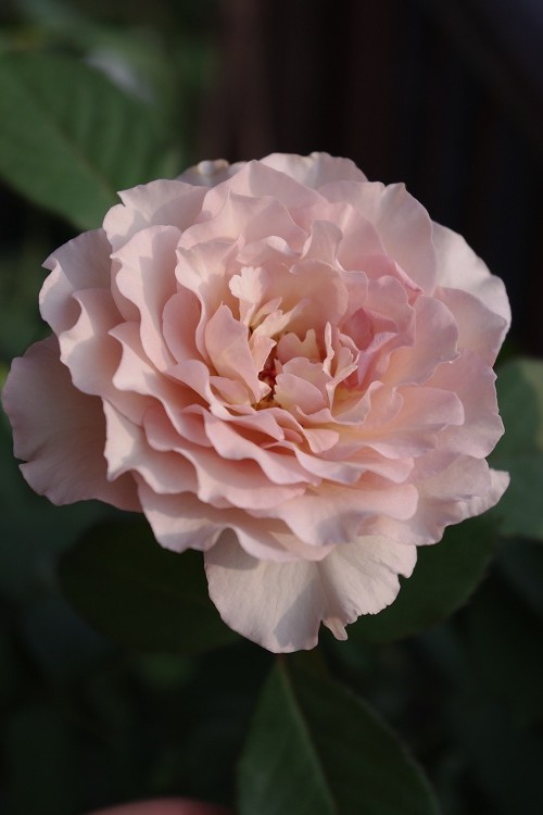 c0147909_753410.jpg