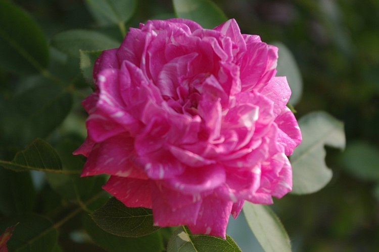 c0147909_7544780.jpg