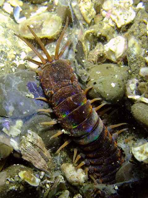 オニイソメ　葉山　浅瀬　Eunice aphroditois (Pallas)　_d0175710_2372614.jpg