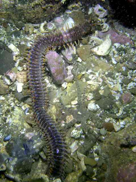 オニイソメ　葉山　浅瀬　Eunice aphroditois (Pallas)　_d0175710_237427.jpg