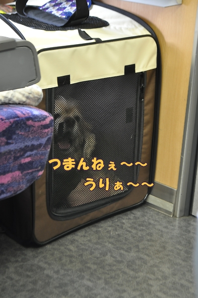 犬連れで電車旅行する方へ_b0067012_12443035.jpg