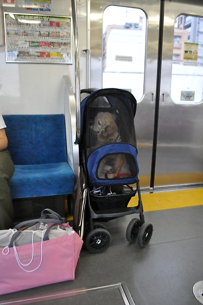 犬連れで電車旅行する方へ_b0067012_9572142.jpg