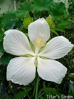 Hibiscus coccineus var. albus_b0099813_0212159.jpg