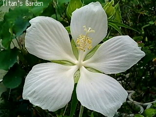 Hibiscus coccineus var. albus_b0099813_0212174.jpg