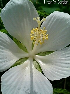 Hibiscus coccineus var. albus_b0099813_0212197.jpg