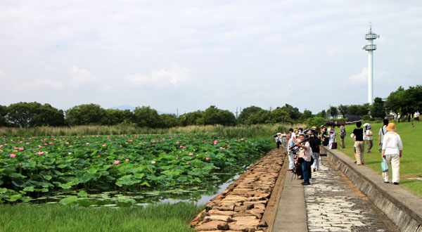 琵琶湖のハス_e0048413_1381826.jpg